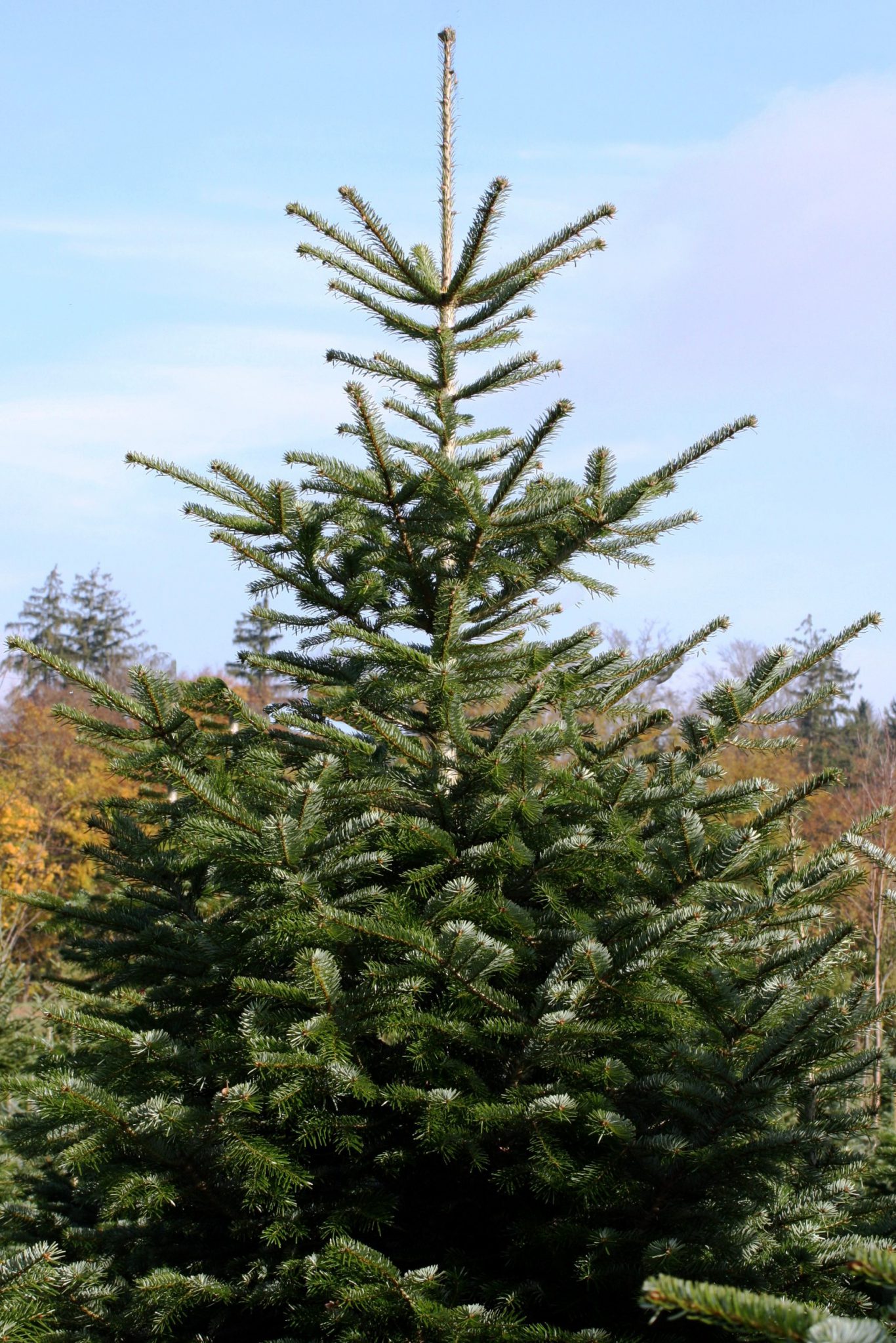 Nordmann ganzer Baum.IMG_8091_bearbeitet